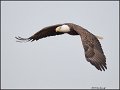 _1SB7803 american bald eagle